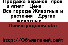 Продажа баранов, ярок и ягнят › Цена ­ 3 500 - Все города Животные и растения » Другие животные   . Ленинградская обл.